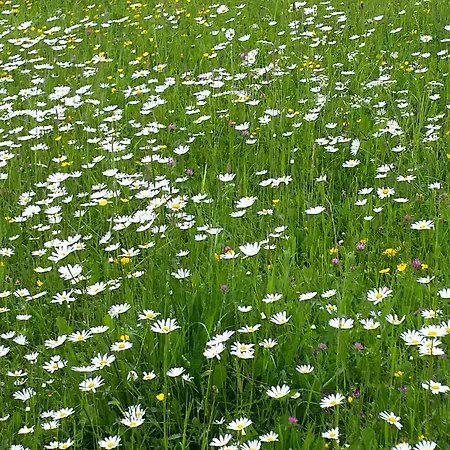 Gasthof Pr Ambruzarju &