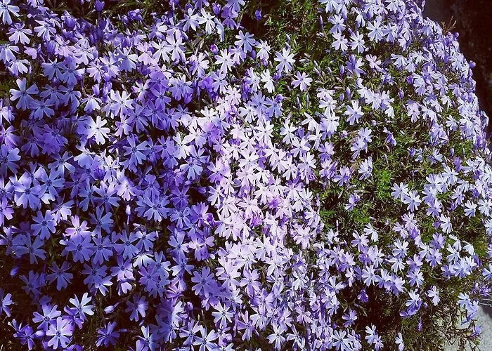 Gasthuis Pr Ambruzarju &