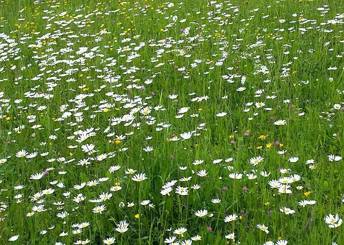 Gasthuis Pr Ambruzarju &